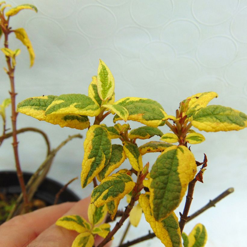 Cistus corbariensis Rospico - Cisto (Fogliame)