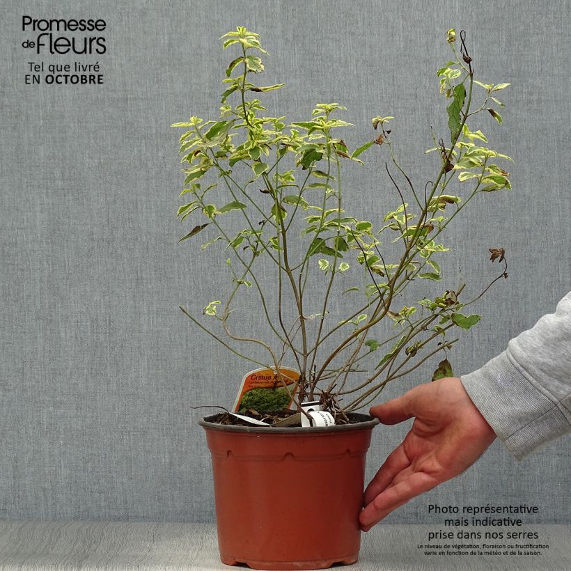 Esemplare di Cistus corbariensis Rospico - Cisto Vaso da 2L/3L come consegnato in autunno
