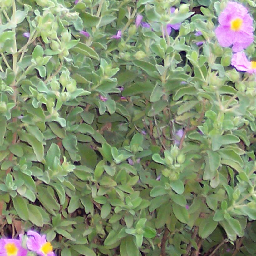 Cistus creticus - Cisto di Creta (Fogliame)