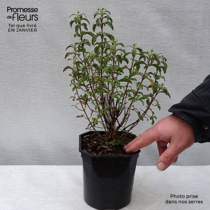 Cistus creticus - Cisto di Creta Vaso da 3L/4L esemplare consegnato in inverno