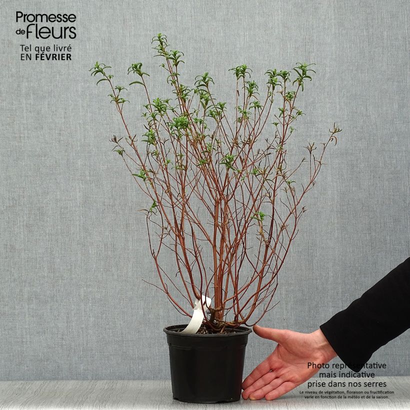 Cistus monspeliensis - Cisto marino Vaso da 2L/3L esemplare consegnato in inverno