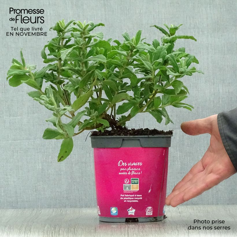Esemplare di Cistus pulverulentus - Cisto Vaso da 2L/3L come consegnato in autunno