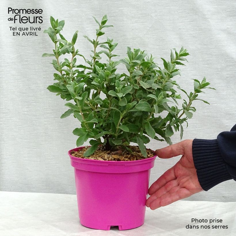 Cistus pulverulentus Sunset - Cisto Vaso da 2L/3L esemplare consegnato in primavera