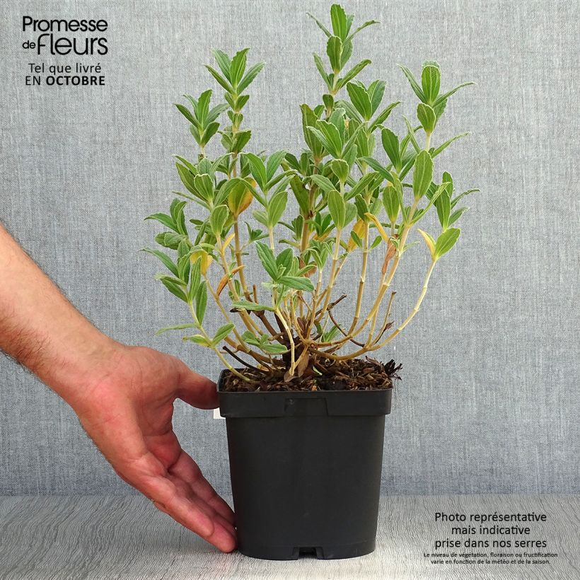 Esemplare di Cistus pulverulentus Sunset - Cisto Vaso da 2L/3L come consegnato in autunno