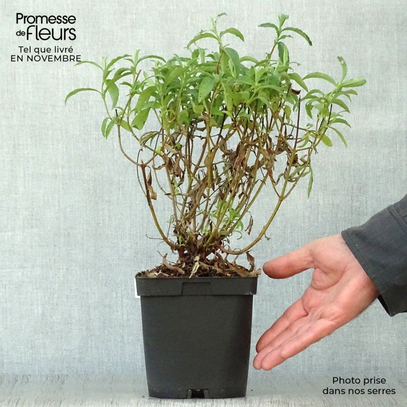 Esemplare di Cistus purpureus - Cisto Vaso da 2L/3L come consegnato in autunno
