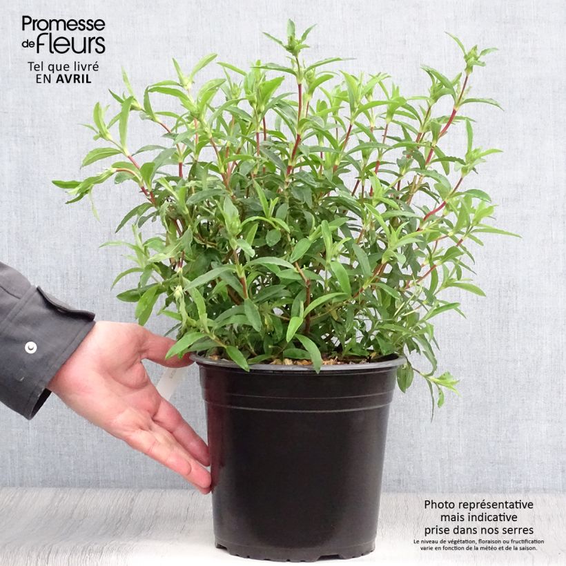 Cistus purpureus - Cisto Vaso da 4L/5L esemplare consegnato in primavera