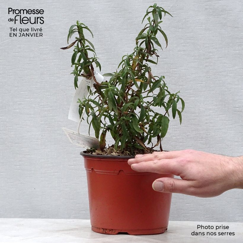 Cistus purpureus - Cisto Vaso da 2L/3L esemplare consegnato in inverno