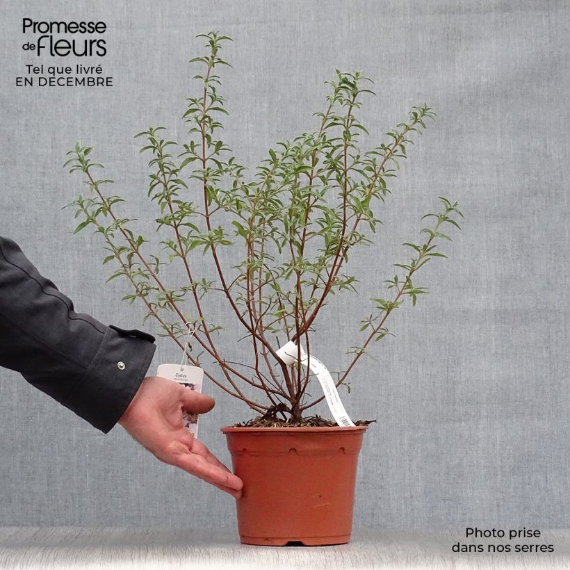 Cistus skanbergii - Cisto Vaso da 2L/3L esemplare consegnato in inverno