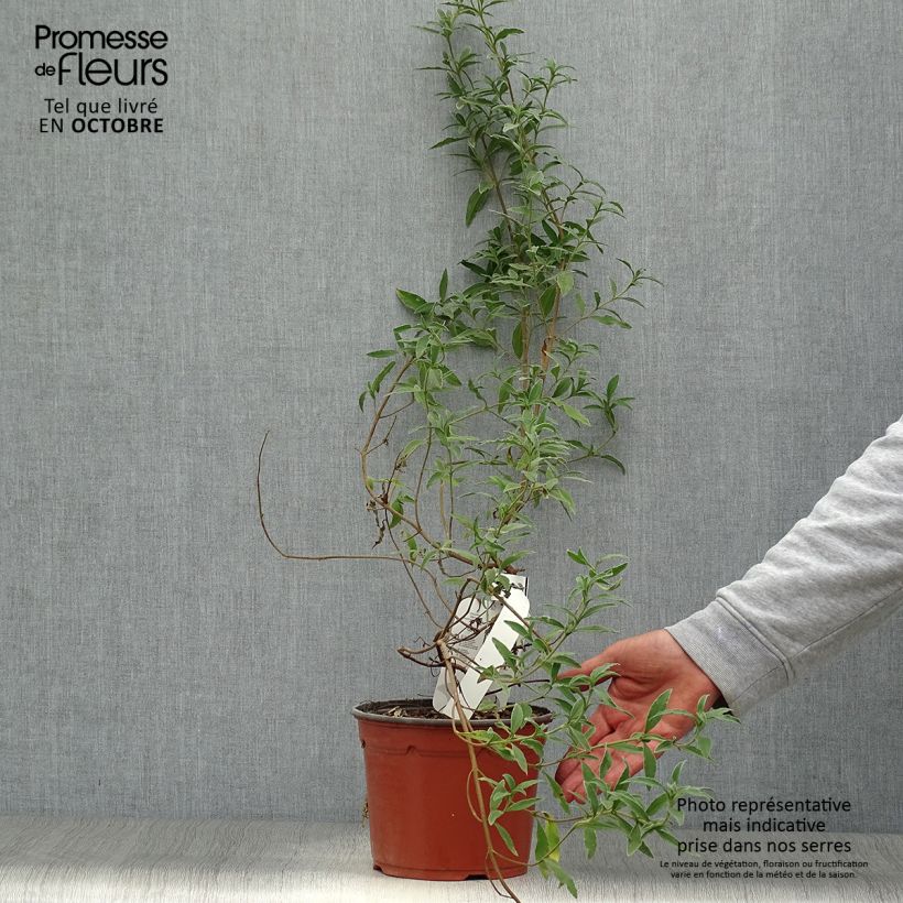 Esemplare di Cistus skanbergii - Cisto Vaso da 2L/3L come consegnato in autunno