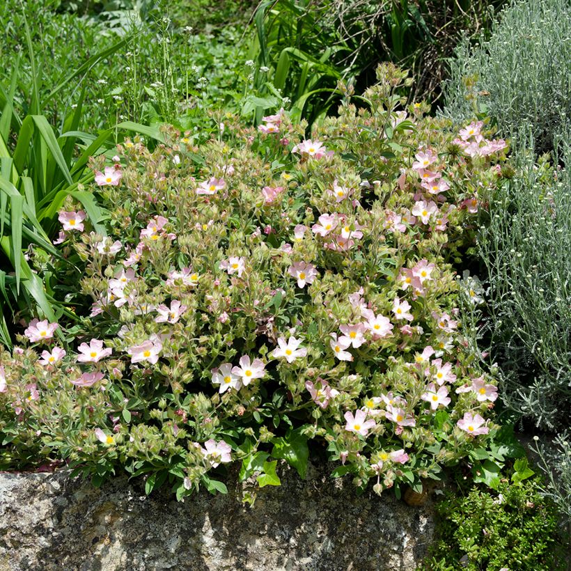 Cistus lenis Grayswood Pink - Cisto (Porto)