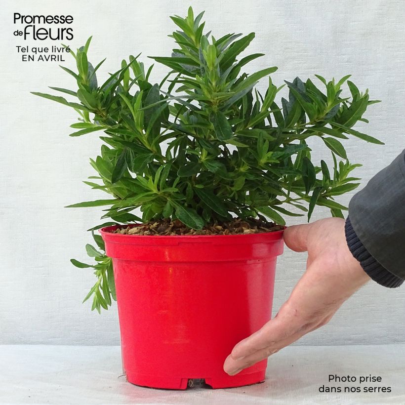 Cistus loretii - Cisto Vaso da 2L/3L esemplare consegnato in primavera