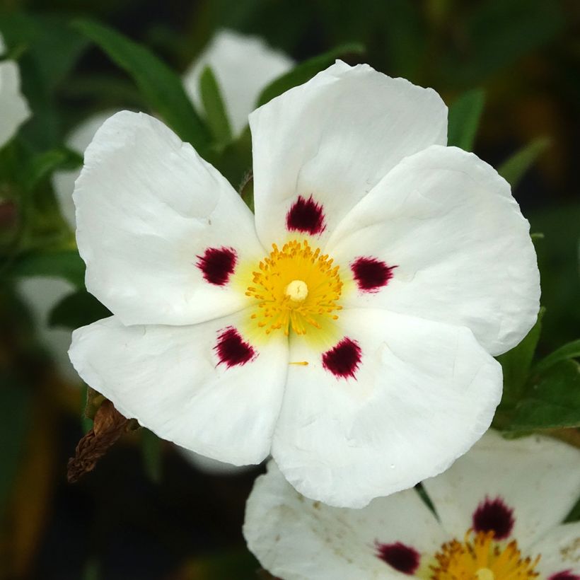 Cistus loretii - Cisto (Fioritura)
