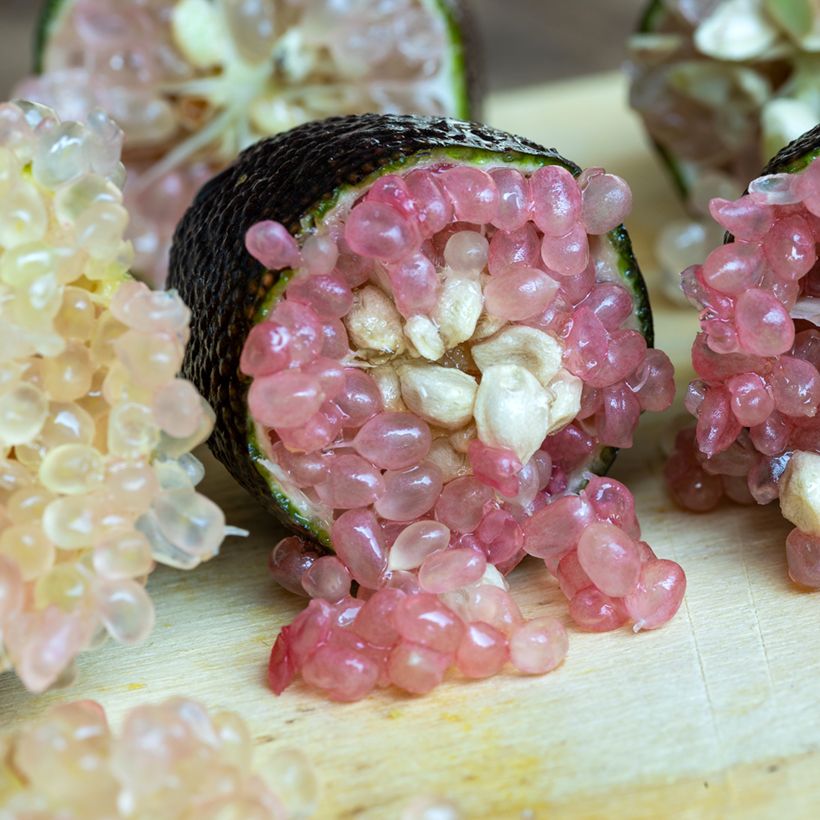 Microcitrus australasica Rose - Caviale di limone (Raccolta)
