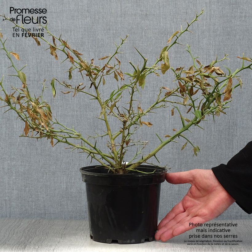 Microcitrus australasica - Caviale di limone Vaso da 2L/3L, Multifusto esemplare consegnato in inverno