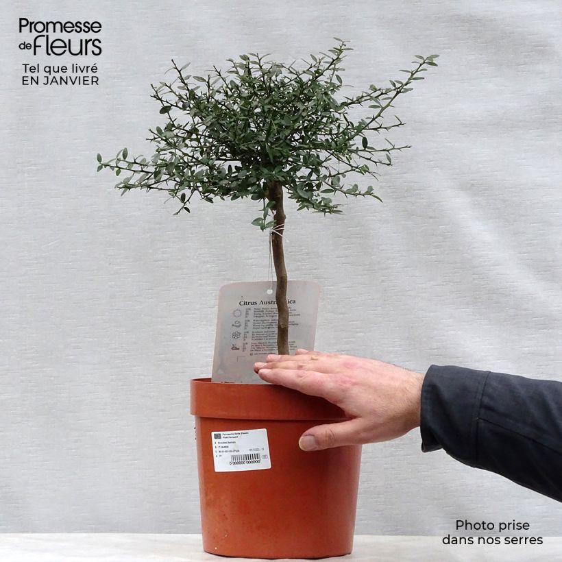 Microcitrus australasica - Caviale di limone Vaso da 4L/5L, Vaso impalcato basso esemplare consegnato in inverno