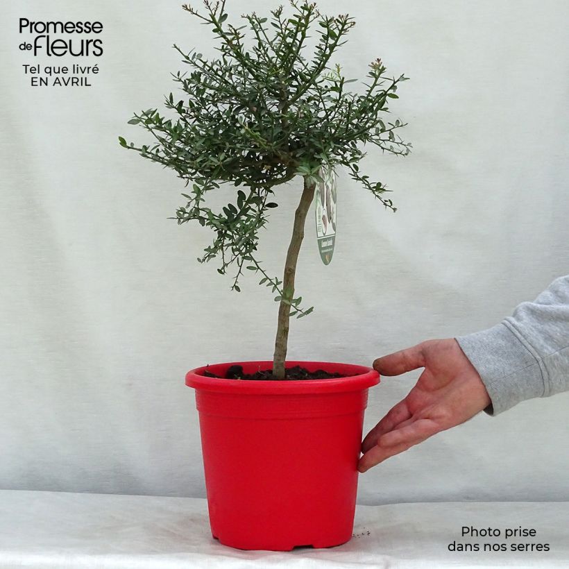 Microcitrus australasica Red Crystal - Caviale di limone Vaso da 2L/3L, A cespuglio esemplare consegnato in primavera