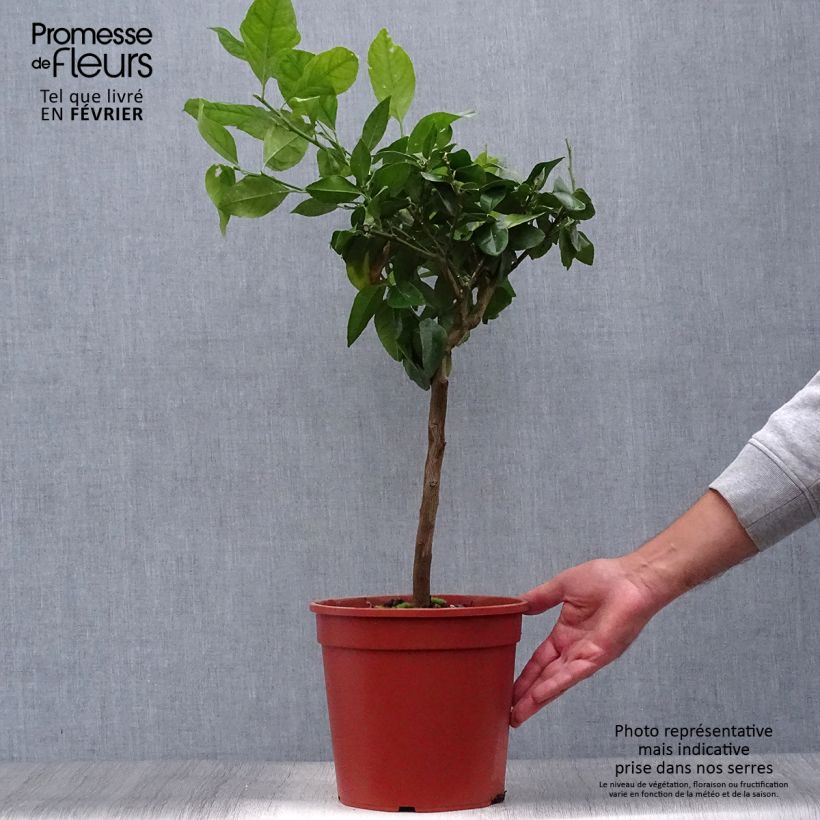 Esemplare di Citrus x volkameriana - Limone rosso Vaso da 4L/5L, Vaso impalcato basso come consegnato in autunno