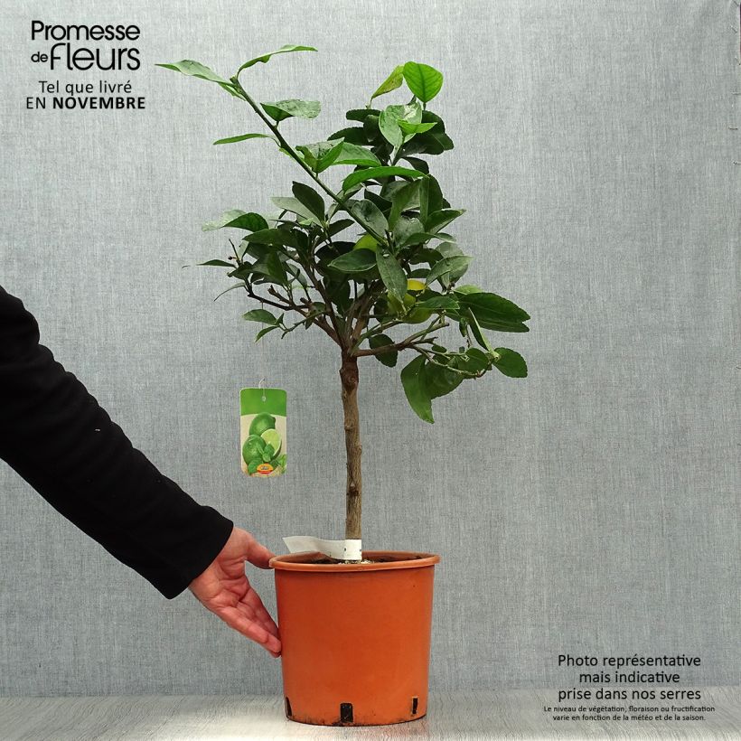 Esemplare di Citrus x aurantiifolia - Limetta Vaso da 4L/5L, Vaso impalcato basso come consegnato in autunno