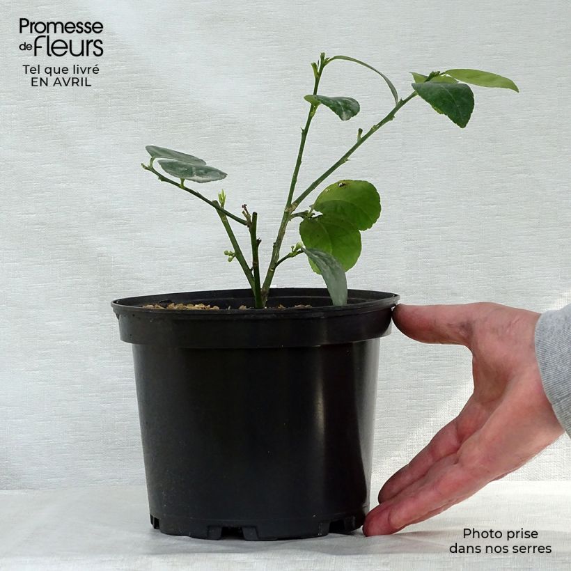 Citrus x aurantiifolia Mexicana - Limetta messicana Vaso da 2L/3L esemplare consegnato in primavera