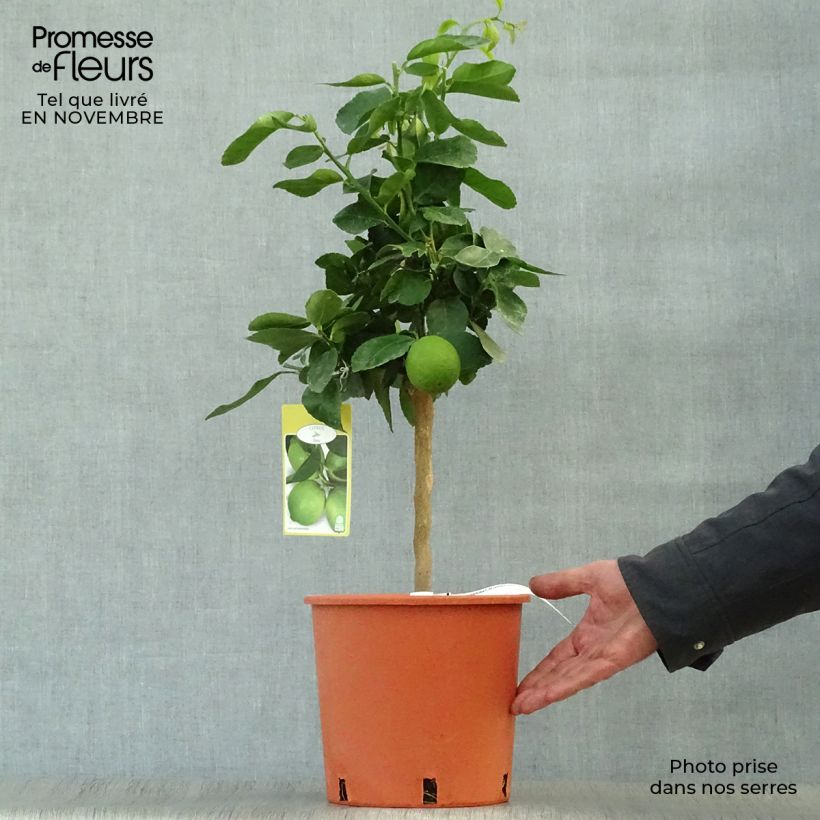 Esemplare di Citrus x aurantiifolia Red Lime - Limetta Vaso da 4L/5L, Vaso impalcato basso come consegnato in autunno
