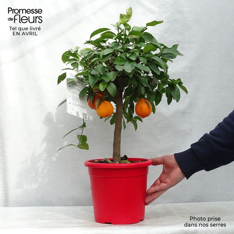 Citrus x aurantiifolia Red Lime - Limetta Vaso da 4L/5L, Vaso impalcato basso esemplare consegnato in primavera