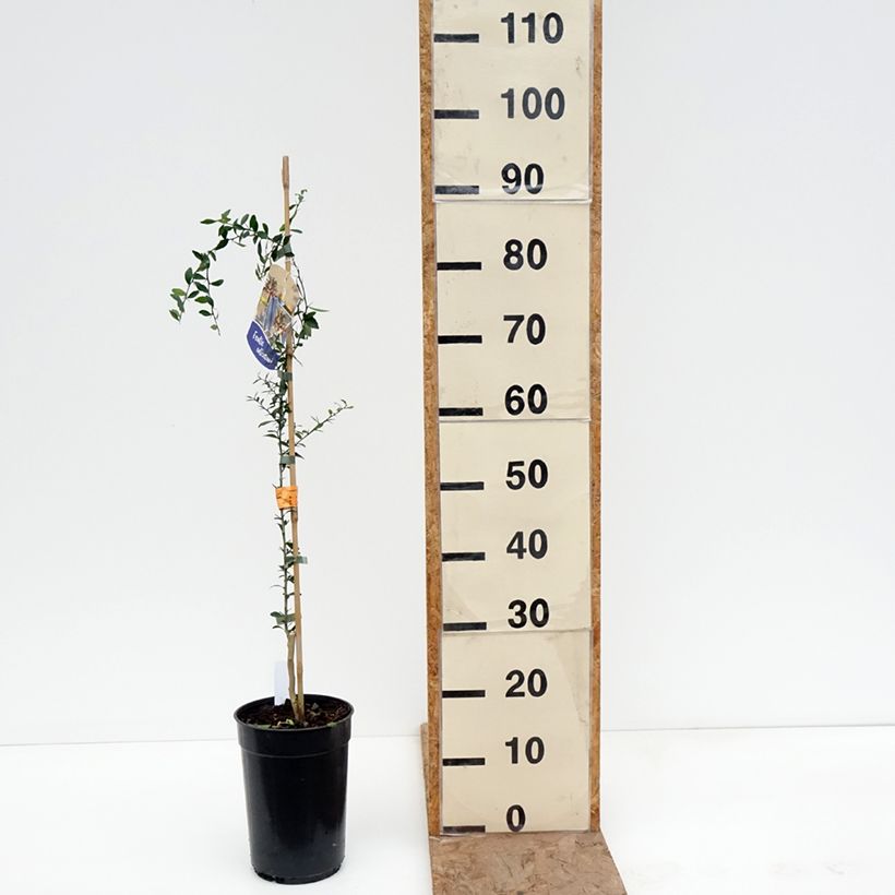 Microcitrus australasica - Caviale di limone Vaso da 2L/3L, Astone esemplare consegnato in inverno