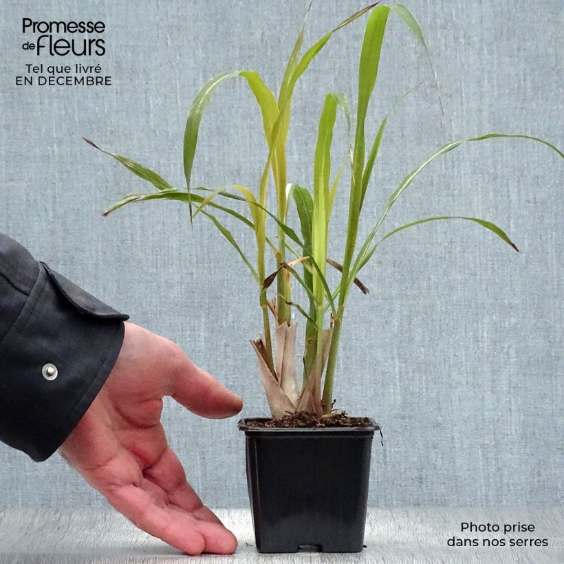 Cymbopogon citratus - Citronella Lemongrass Vasetto da 7/8 cm esemplare consegnato in inverno