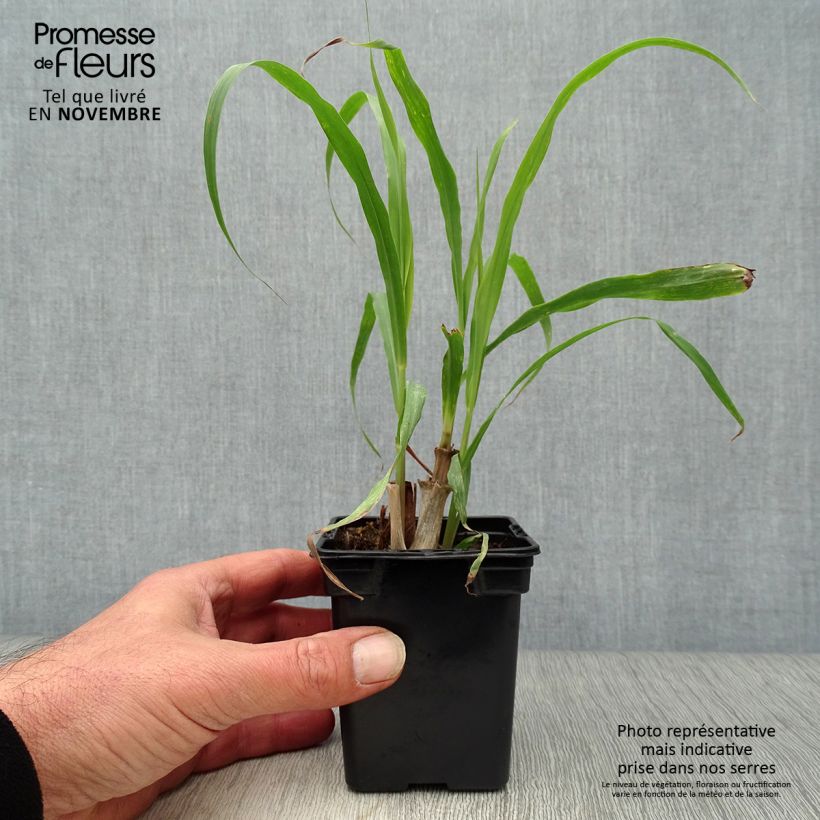Esemplare di Cymbopogon citratus - Citronella Lemongrass Vasetto da 7/8 cm come consegnato in autunno