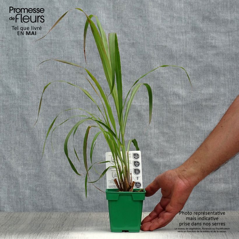 Cymbopogon citratus - Citronella Lemongrass Vaso da 1L/1,5L esemplare consegnato in primavera