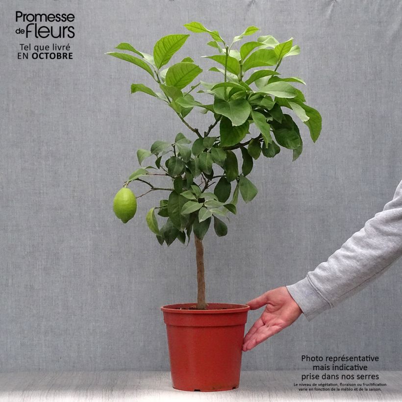 Esemplare di Citrus limon Adamo - Limone Vaso da 4L/5L, Vaso impalcato basso come consegnato in autunno