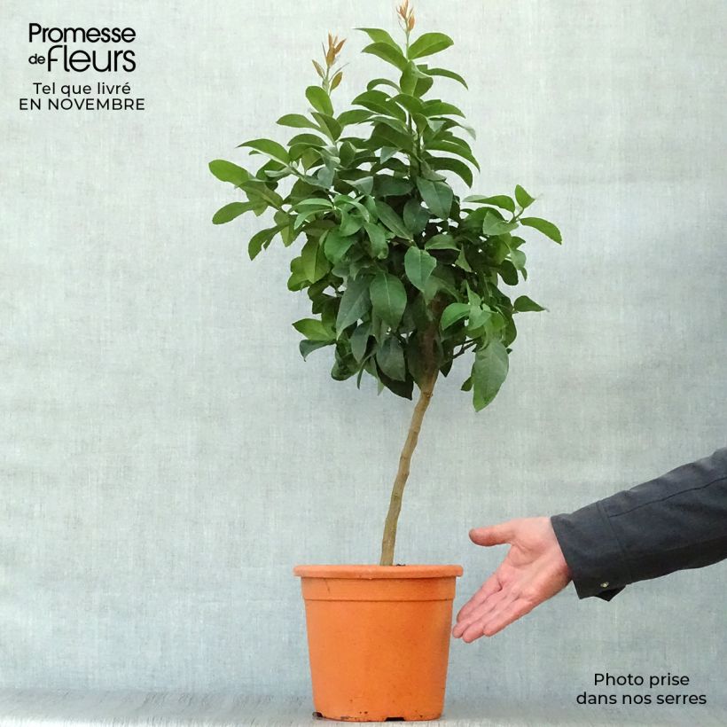 Esemplare di Citrus limon Cerza - Limone Vaso da 4L/5L, Vaso impalcato basso come consegnato in autunno
