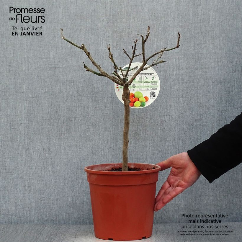 Citrus limon Cerza - Limone Vaso da 4L/5L, Vaso impalcato basso esemplare consegnato in inverno