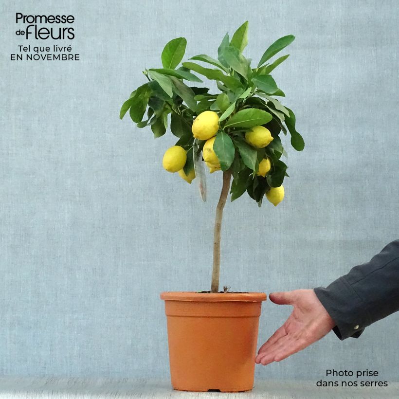 Esemplare di Citrus limon Femminello Incappucciato - Limone Vaso da 4L/5L, Vaso impalcato basso come consegnato in autunno