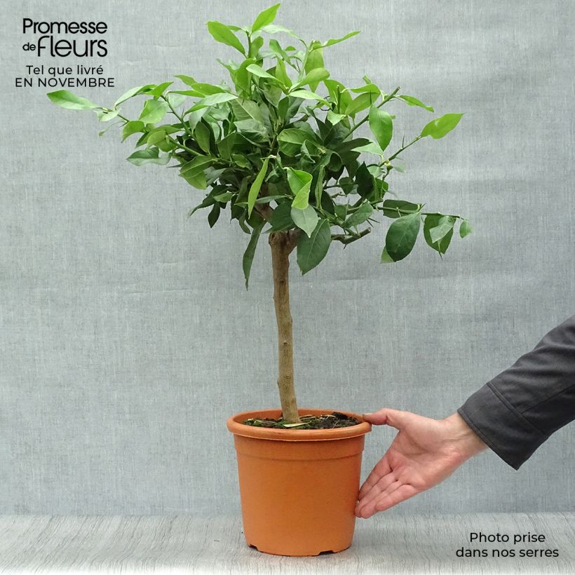 Esemplare di Citrus limon Lemox - Limone Vaso da 4L/5L, Vaso impalcato basso come consegnato in autunno