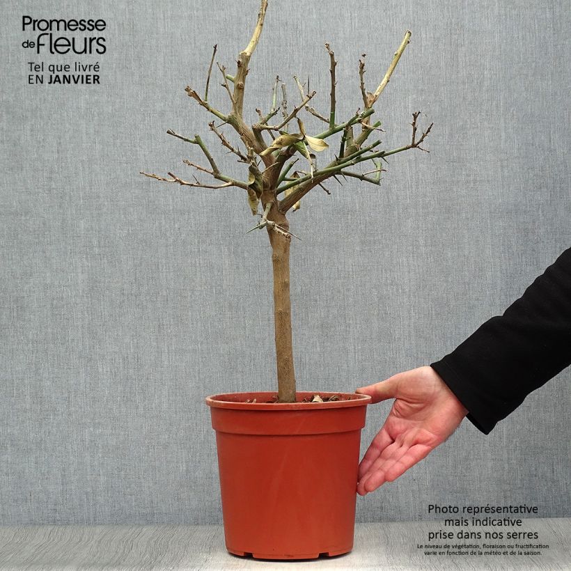 Citrus limon Lemox - Limone Vaso da 4L/5L, Vaso impalcato basso esemplare consegnato in inverno