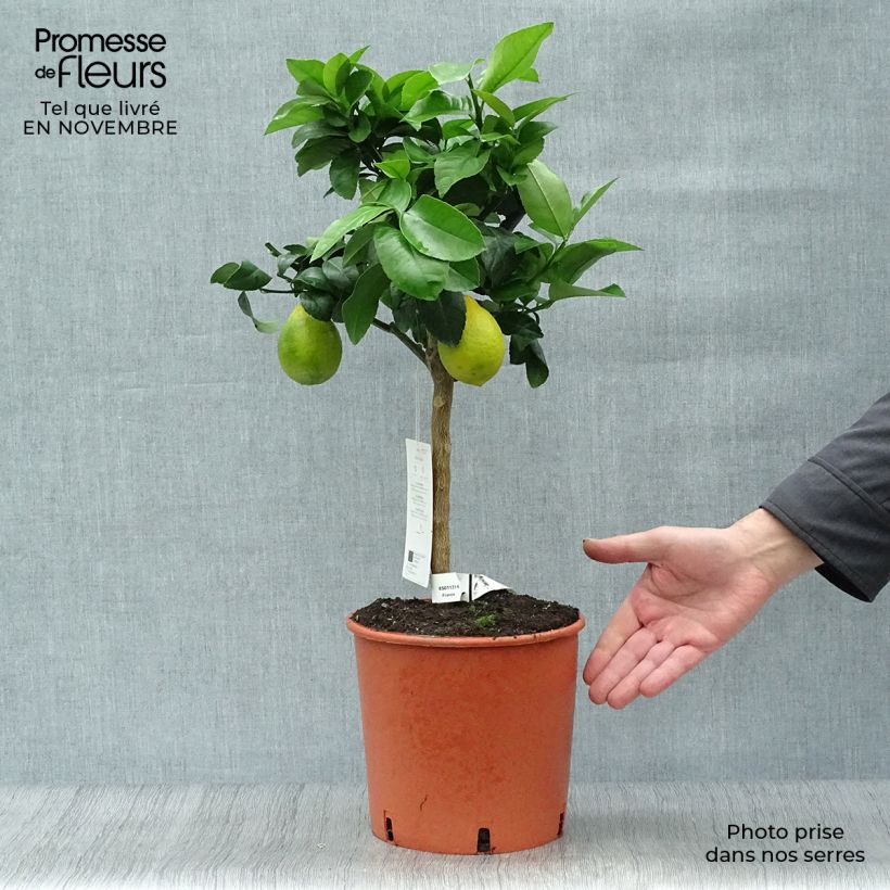 Esemplare di Citrus x limon Meyer - Limone di Meyer Vaso da 4L/5L, Vaso impalcato basso come consegnato in autunno