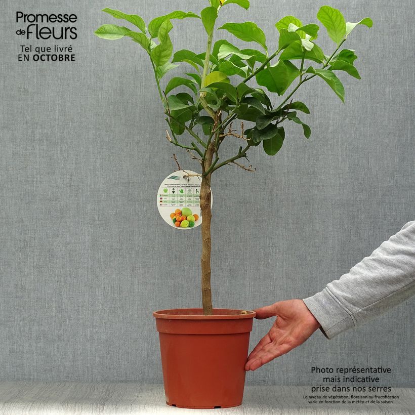 Esemplare di Citrus limon Femminello Siracusano - Limone Vaso da 4L/5L, Vaso impalcato basso come consegnato in autunno