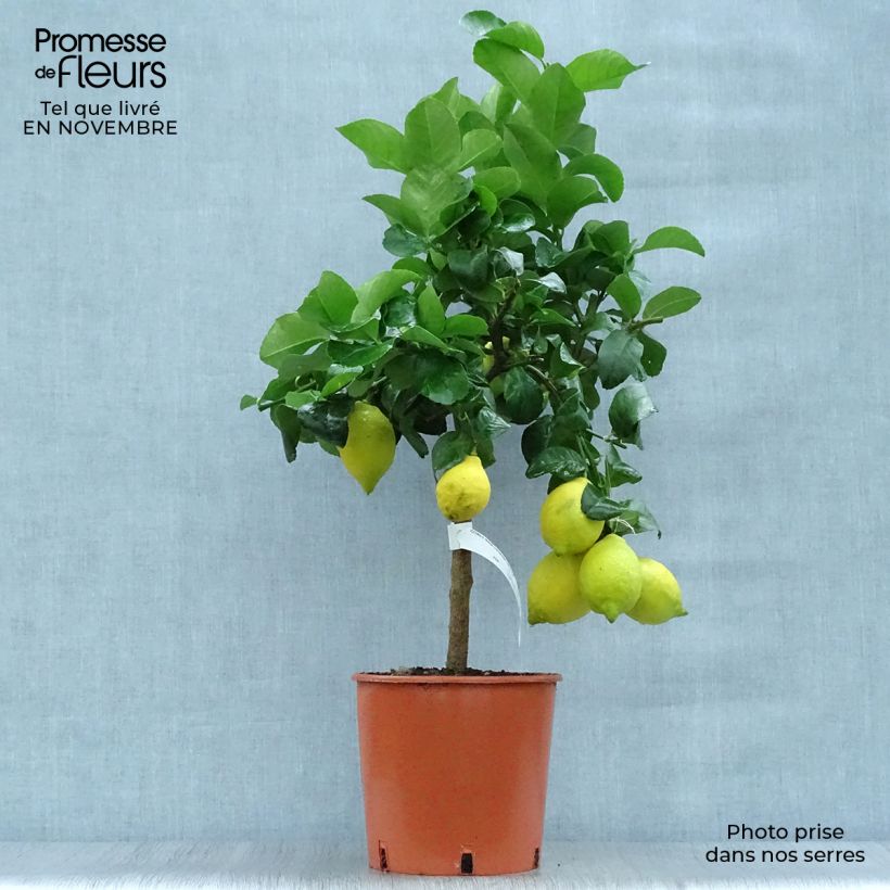 Esemplare di Citrus limon 4 stagioni - Limone Vaso da 4L/5L, Vaso impalcato basso come consegnato in autunno