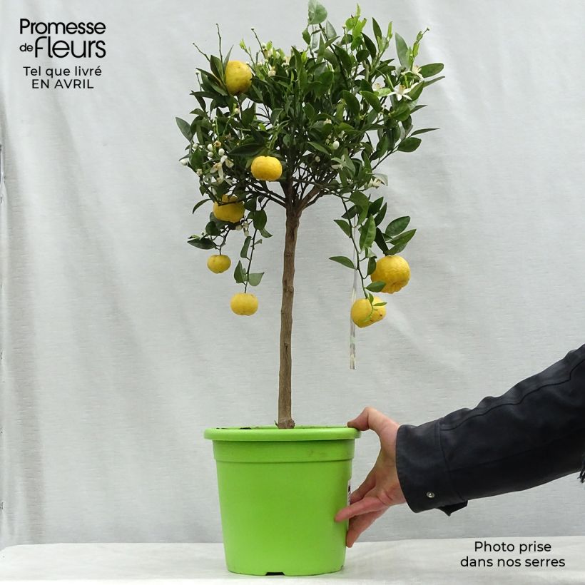 Citrus limetta Pursha - Limetta romana Vaso da 4L/5L, Vaso impalcato basso esemplare consegnato in primavera