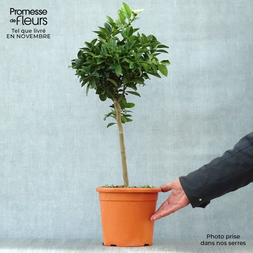 Esemplare di Citrus limetta Pursha - Limetta romana Vaso da 4L/5L, Vaso impalcato basso come consegnato in autunno