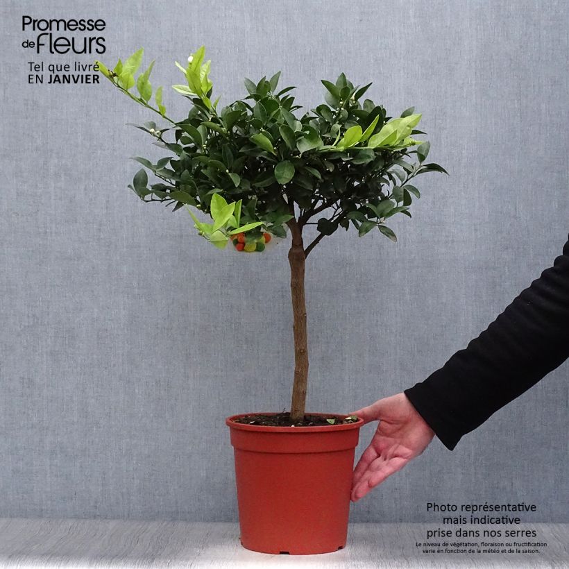 Citrus limetta Pursha - Limetta romana Vaso da 4L/5L, Vaso impalcato basso esemplare consegnato in inverno