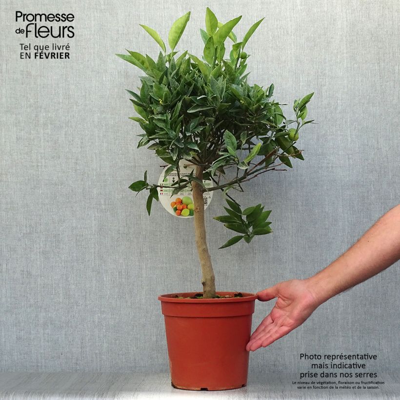 Esemplare di Citrus Fortunella margarita x Citrus clementina Kucle - Kucle Vaso da 4L/5L, Vaso impalcato basso come consegnato in autunno