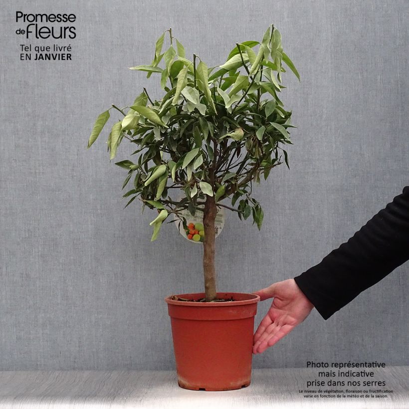 Citrus Fortunella margarita x Citrus clementina Kucle - Kucle Vaso da 4L/5L, Vaso impalcato basso esemplare consegnato in inverno