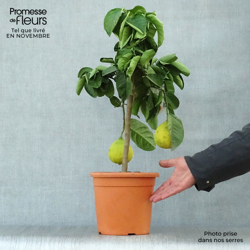 Esemplare di Citrus Lipo - Lipo Vaso da 4L/5L, Vaso impalcato basso come consegnato in autunno