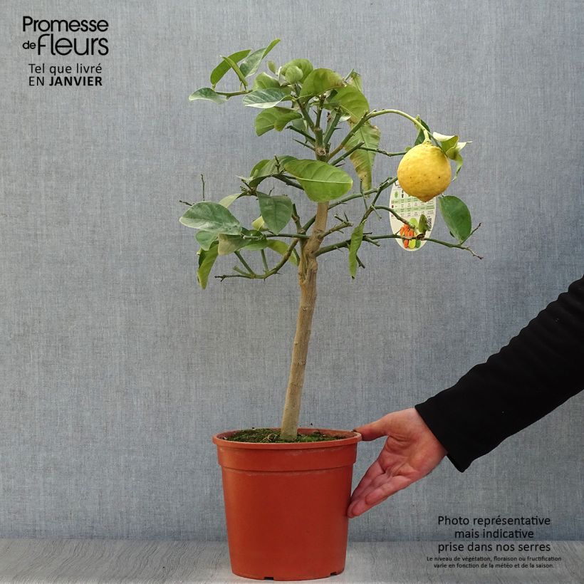 Citrus Lipo - Lipo Vaso da 4L/5L, Vaso impalcato basso esemplare consegnato in inverno