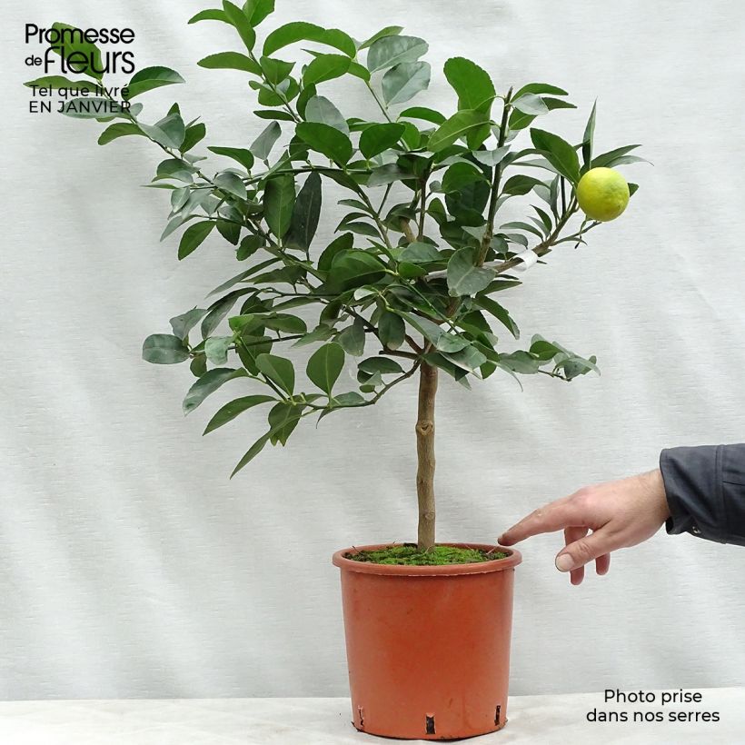 Citrus x aurantiifolia - Limetta Vaso da 4L/5L, Vaso impalcato basso esemplare consegnato in inverno
