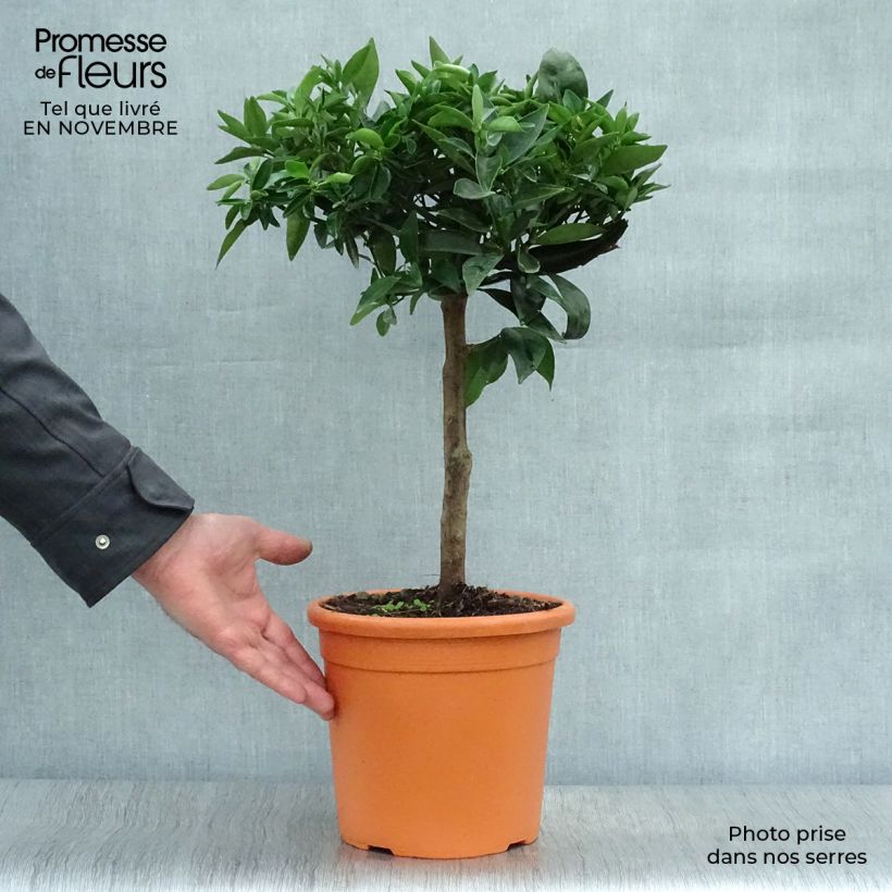Esemplare di Citrus x clementina Clémentine - Clementina Vaso da 4L/5L, Vaso impalcato basso come consegnato in autunno