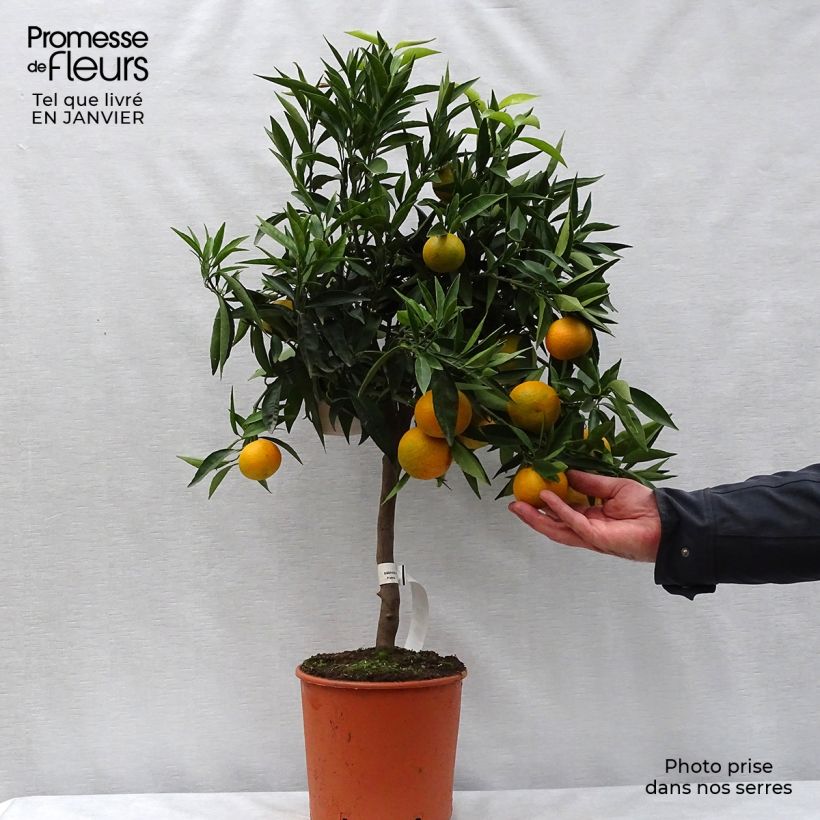 Citrus x clementina Clémentine - Clementina Vaso da 4L/5L, Vaso impalcato basso esemplare consegnato in inverno