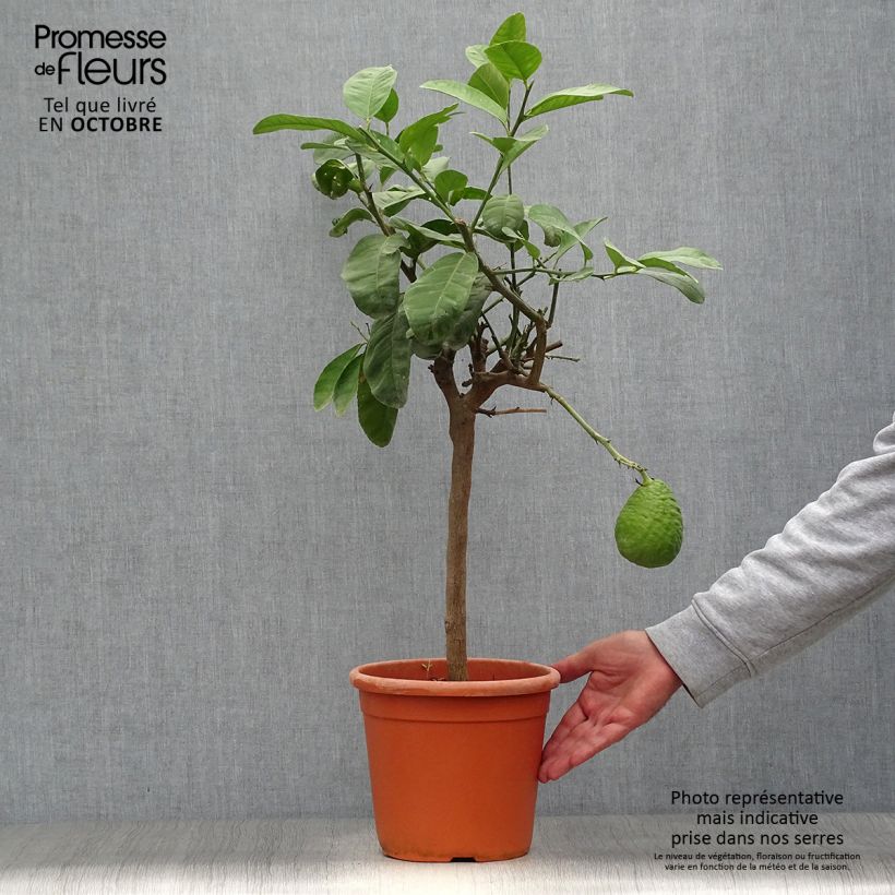 Esemplare di Citrus medica Maxima - Cedro (agrume) Vaso da 4L/5L, Vaso impalcato basso come consegnato in autunno