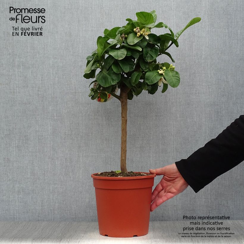 Citrus medica Maxima - Cedro (agrume) Vaso da 4L/5L, Vaso impalcato basso esemplare consegnato in inverno